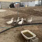 وز بلدي.