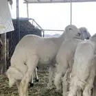 ضان وذبايح زبده لباني