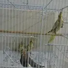 طيور كروان منتجين