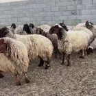 غنم نعيم طيبه مراح واحد