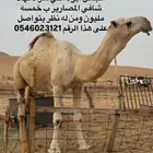 فحل كفو