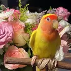 للبيع ببغاء الروز