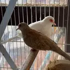 ثلاثة اجوز يمام ماسي دايموند دوف