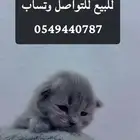 قطط شيرازيه للبيع في الاحساء