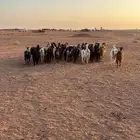 معزا بعيالها مولده 14 معها 18