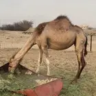 ابل منوة القاني مشروطه شرط