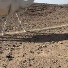 ناقه لقحه لها في القاح سبعه اشهر وشرط هداوه