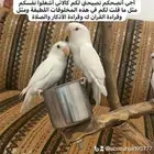 طيور روز أليفة لطيفين ولاعبين واللي يبغى زين يلحق عليه