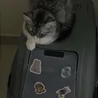 قطه شيرازي ابيض ورمادي عمرها 8 شهور