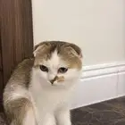 تبني مستعجل الخرج