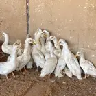 بط بكيني لاحم