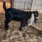 تيوس منادي