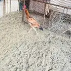 دجاج باكستاني