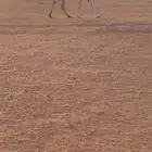 للبيع خفوت وضحاء بايع بنتها