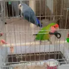 طقطق جوز