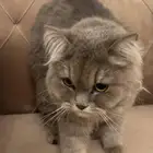 قطه للتبني مجانا