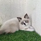 قط راغدول هاملايا