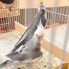 زوج طير كروان