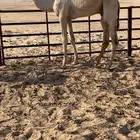عرض قعود هجن طيب