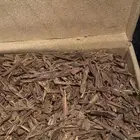 هندي سلا سوبر وسوبر مرتفع