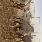 حشو للبيع