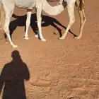 بكره على حليب