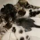قط شيرازي للتبني جميل جدا