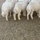 طليان حريات