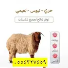 الرياض
