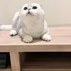 قط سلفر سكوتش لتزاوج