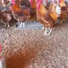 بيض دجاج تركي