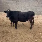 بقره خلفه المانيه