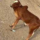 عجل لباني