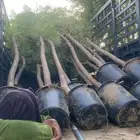 بنسيانا احجام كبيرة  ياسمين هندي  جوافة تايلندي  وسدر  وتين