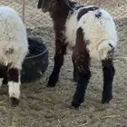 بهم خرفان نعيم