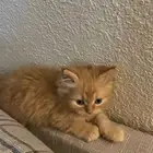 قطط كيتن للبيع