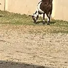 عنز حايل فل شحم