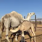خلفة وضحة