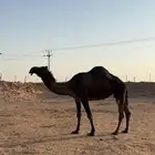 ناقه حايل السنه هاذي ماسيمت