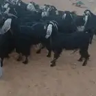 ماعز