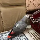ببغاء كاسكو