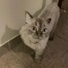 قط للتبني