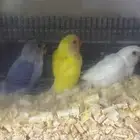فروخ روز