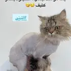 قطه لي التبني