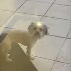 الكلب للبيع