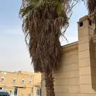 نخل واشنطوني للبيع
