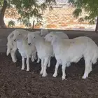مواشي