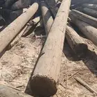 عمدان خشب صنوبر عواميد كهرباء