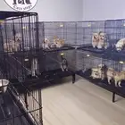 فندقة وتدريب كلاب