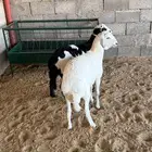 خرفااان هجيين حد غلاااق وطيببه